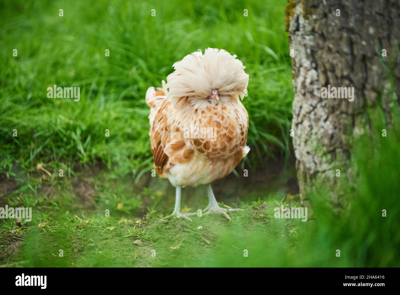 poulet domestique (gallus gallus domesticus),poule,dans un pré,haut palatinat,bavière,allemagne Banque D'Images