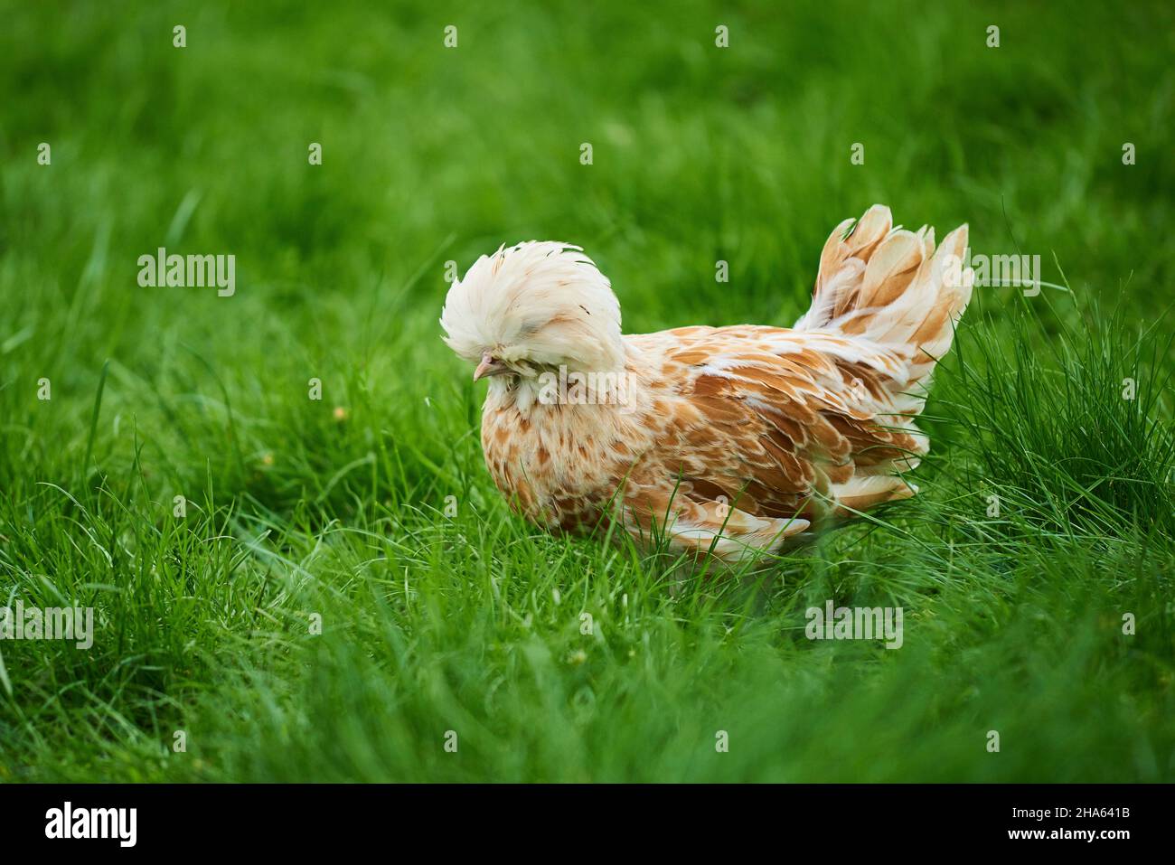 poulet domestique (gallus gallus domesticus),poule,dans un pré,haut palatinat,bavière,allemagne Banque D'Images
