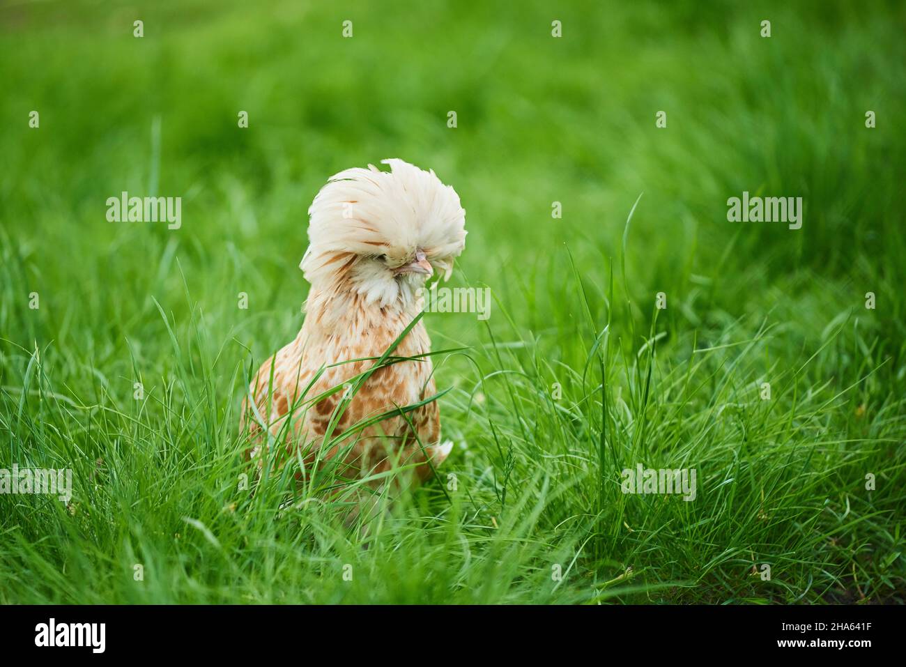 poulet domestique (gallus gallus domesticus),poule,dans un pré,haut palatinat,bavière,allemagne Banque D'Images