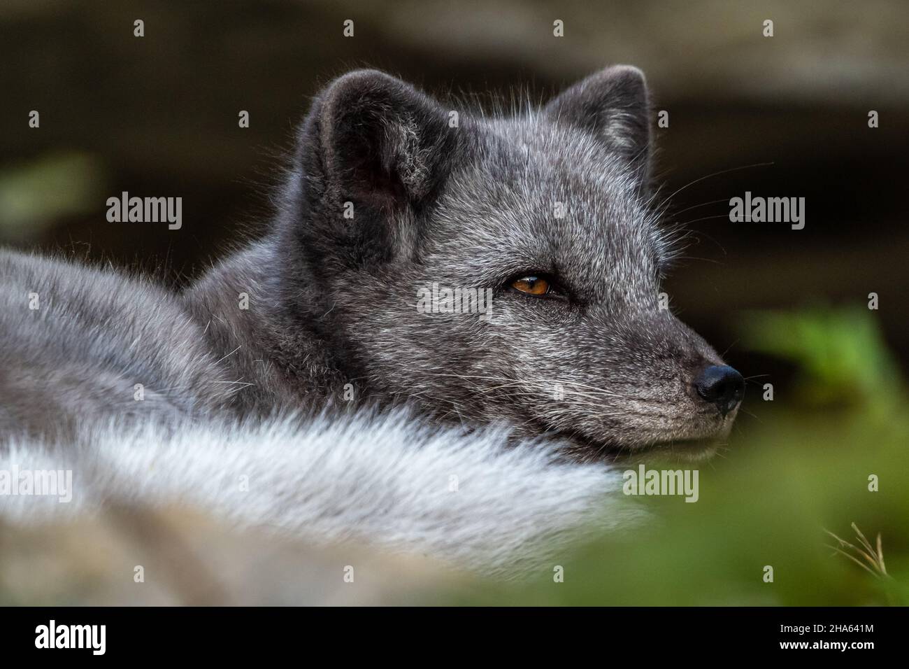 Le renard arctique, Vulpes lagopus, également connu sous le nom de renard  blanc ou renard polaire, est un petit renard originaire des régions  arctiques de l'hémisphère Nord Photo Stock - Alamy