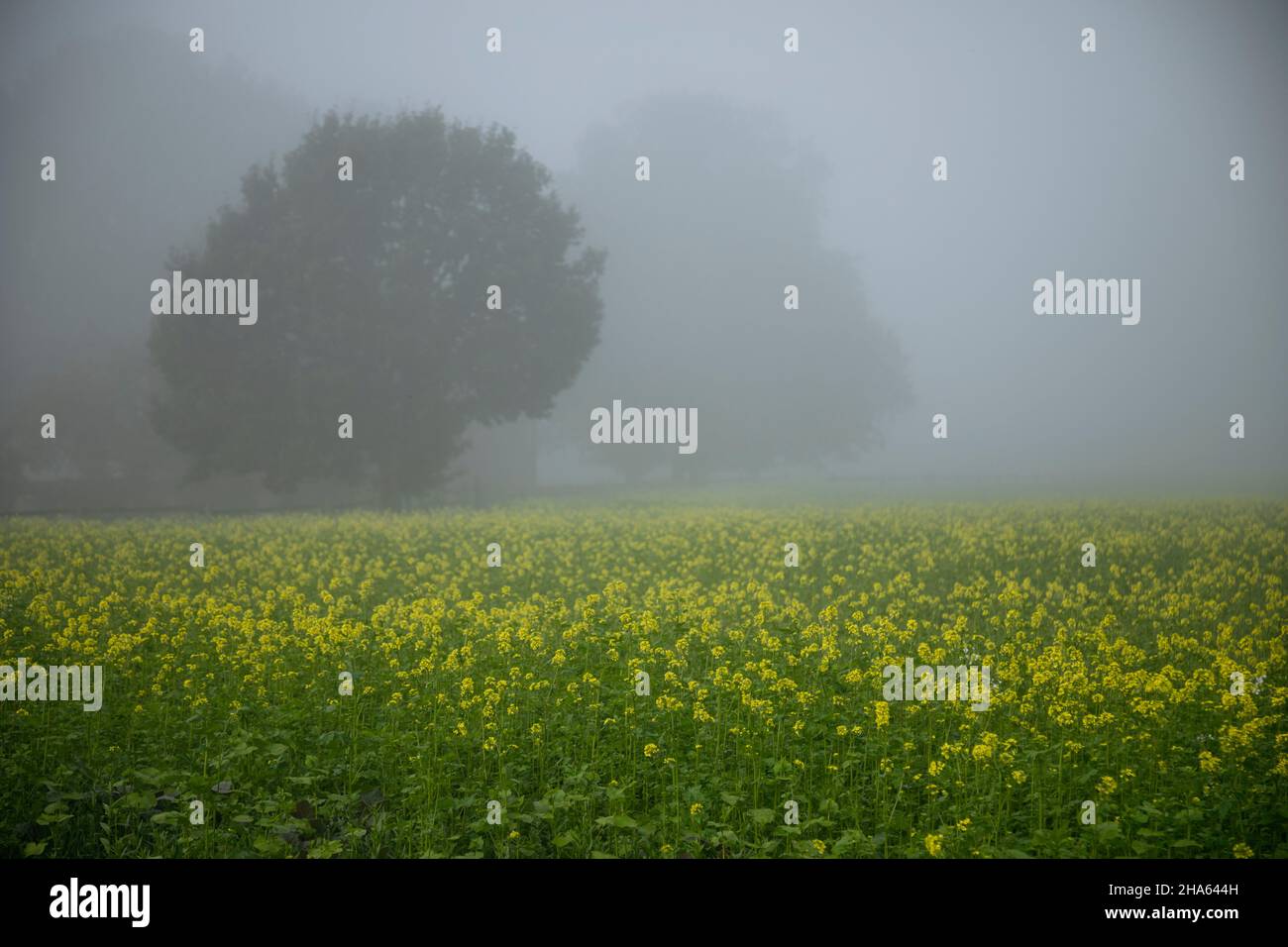 champ de moutarde à bielefeld dans le brouillard Banque D'Images