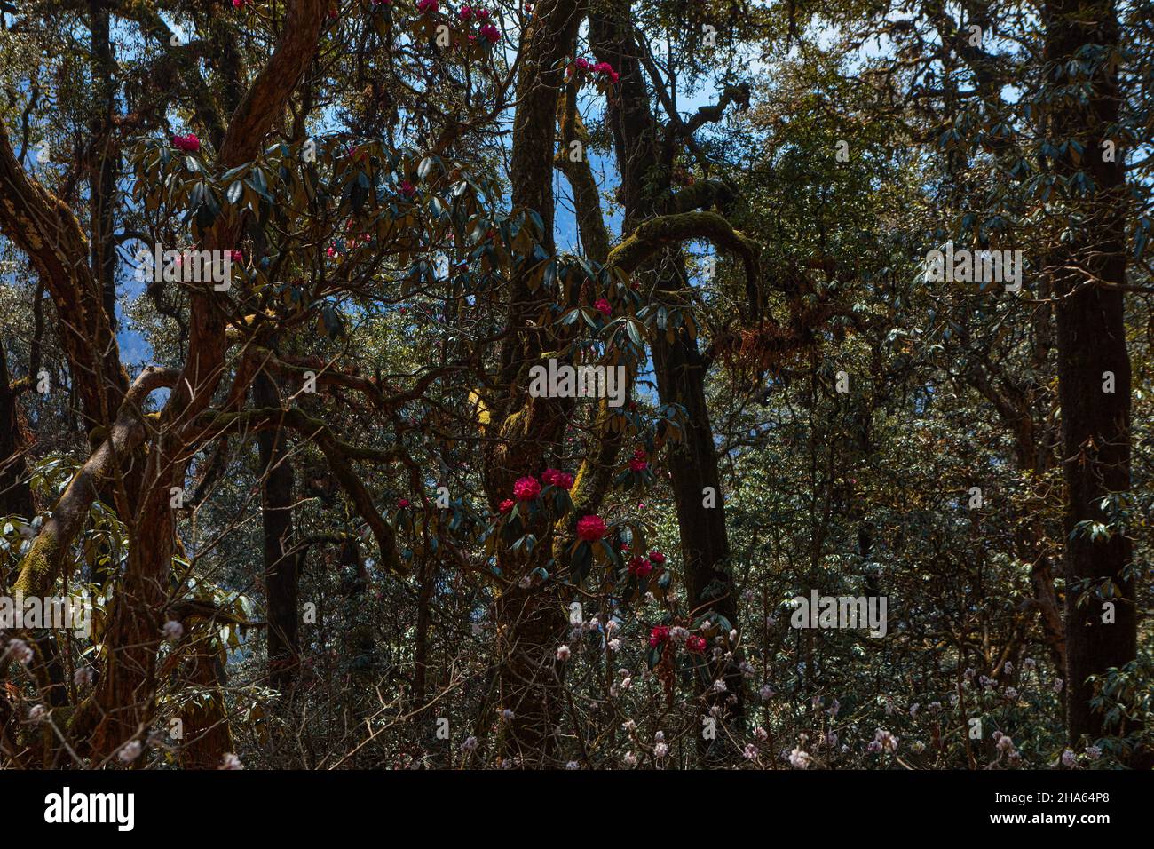 Le printemps dans l'Himalaya est le meilleur moment pour la recherche de fleurs de rhododendrons arbres Banque D'Images