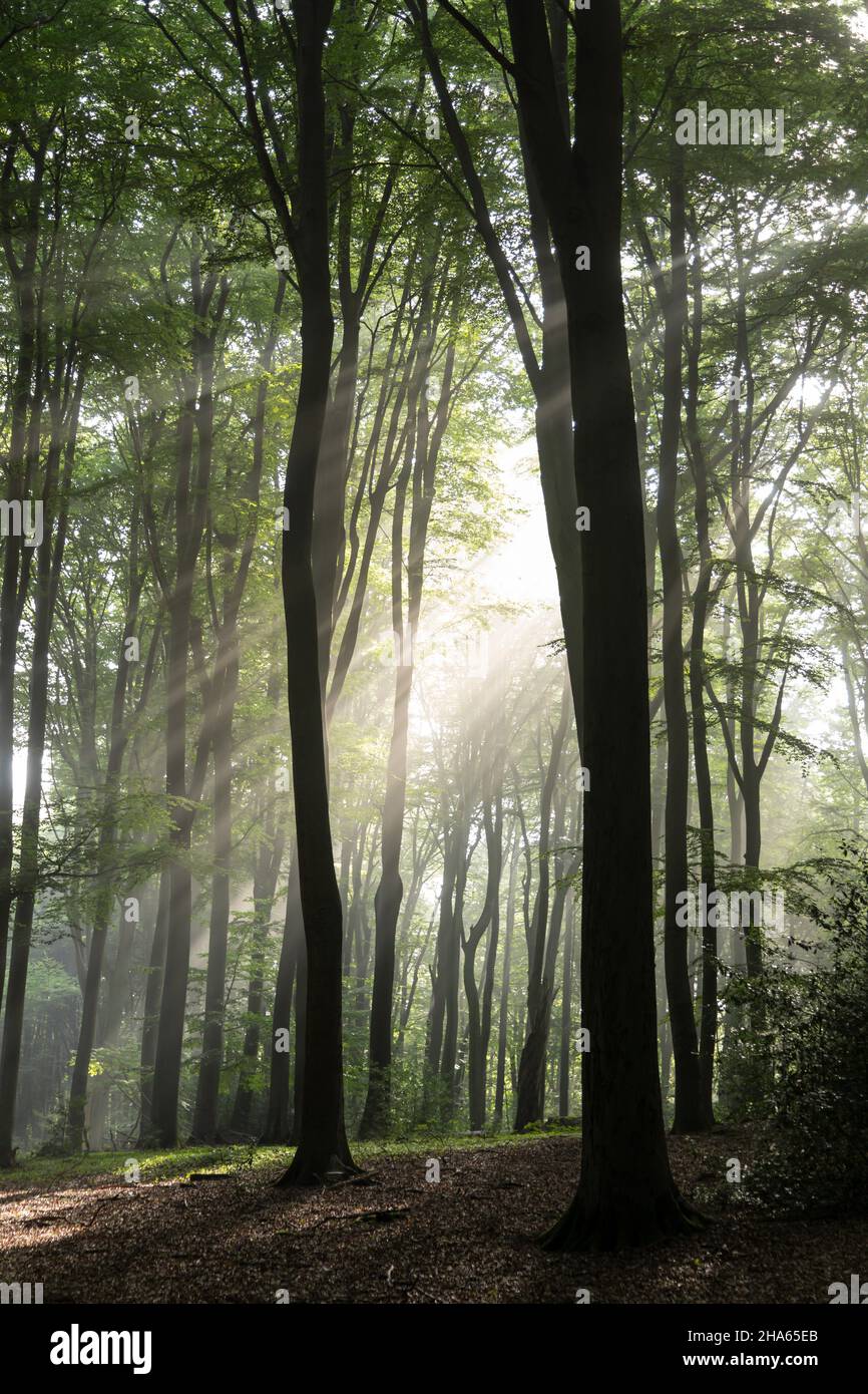 forêt à bielefeld Banque D'Images