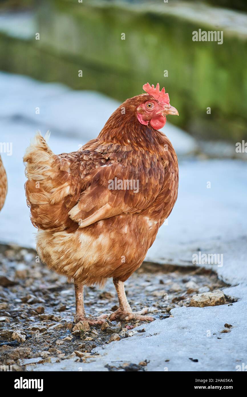 poulet domestique (gallus gallus domesticus),ferme,gamme libre,tas dung,debout Banque D'Images