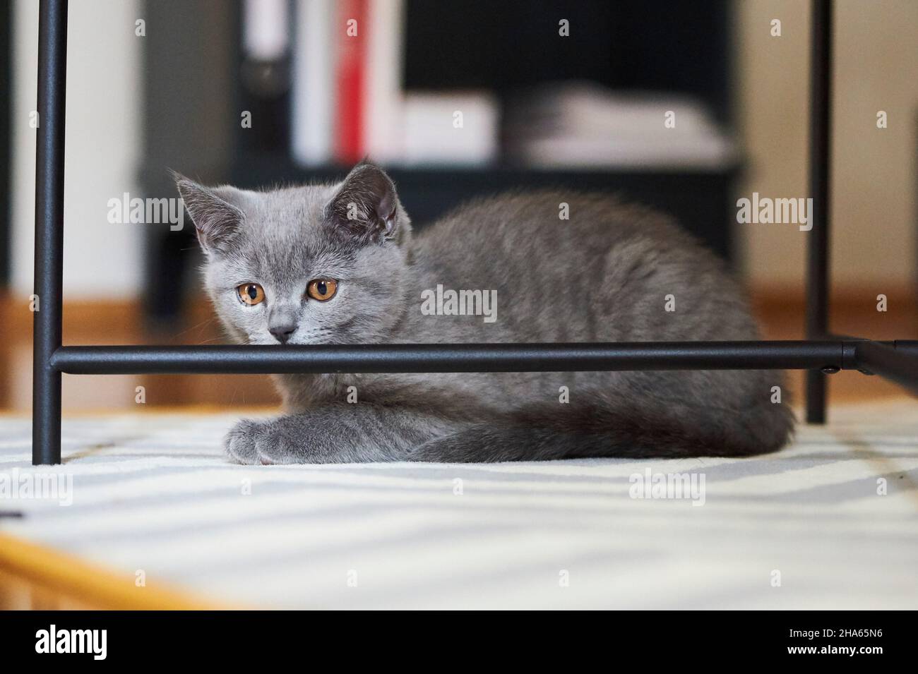 british shorthair, chat domestique (felis catus), chaton, plat, sol, jouer, regardant la caméra Banque D'Images