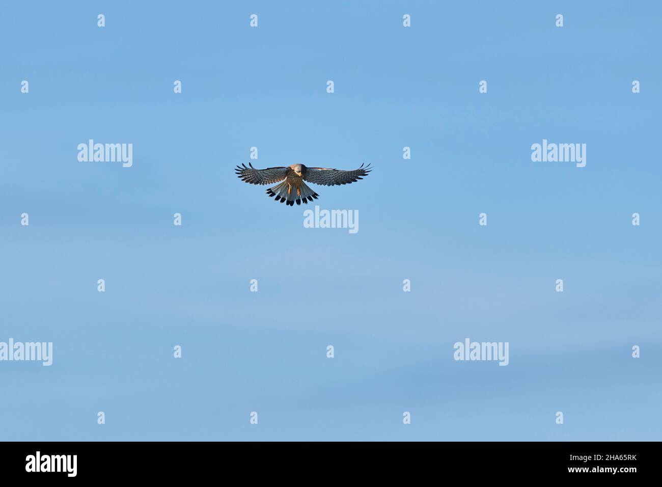 kestrel commun (falco tinnunculus),femelle,chasse en vol secouant,bavière,allemagne Banque D'Images