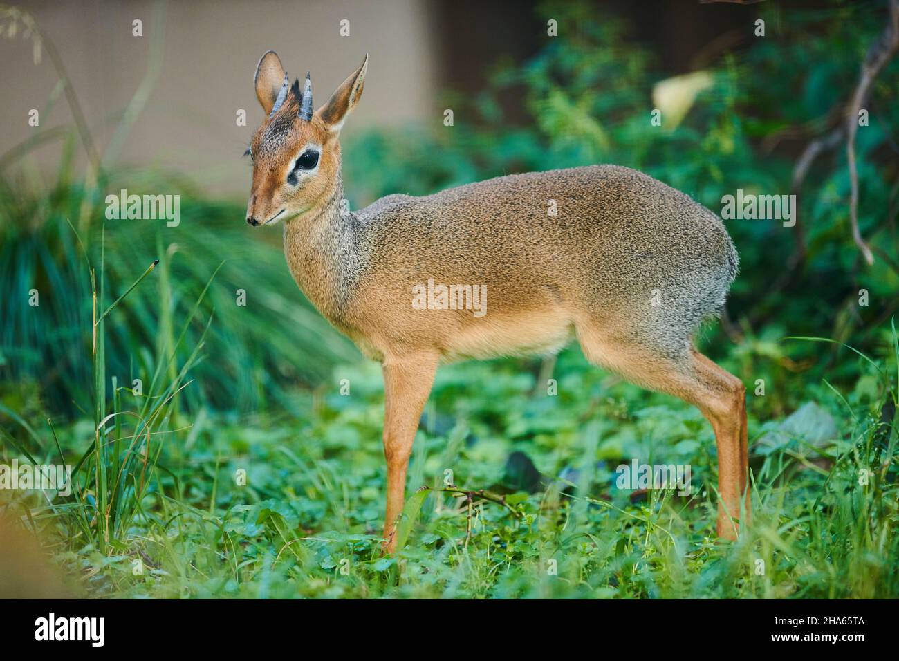 kirk-dikdik (madoqua kirkii),lisière de la forêt,latéralement,debout Banque D'Images