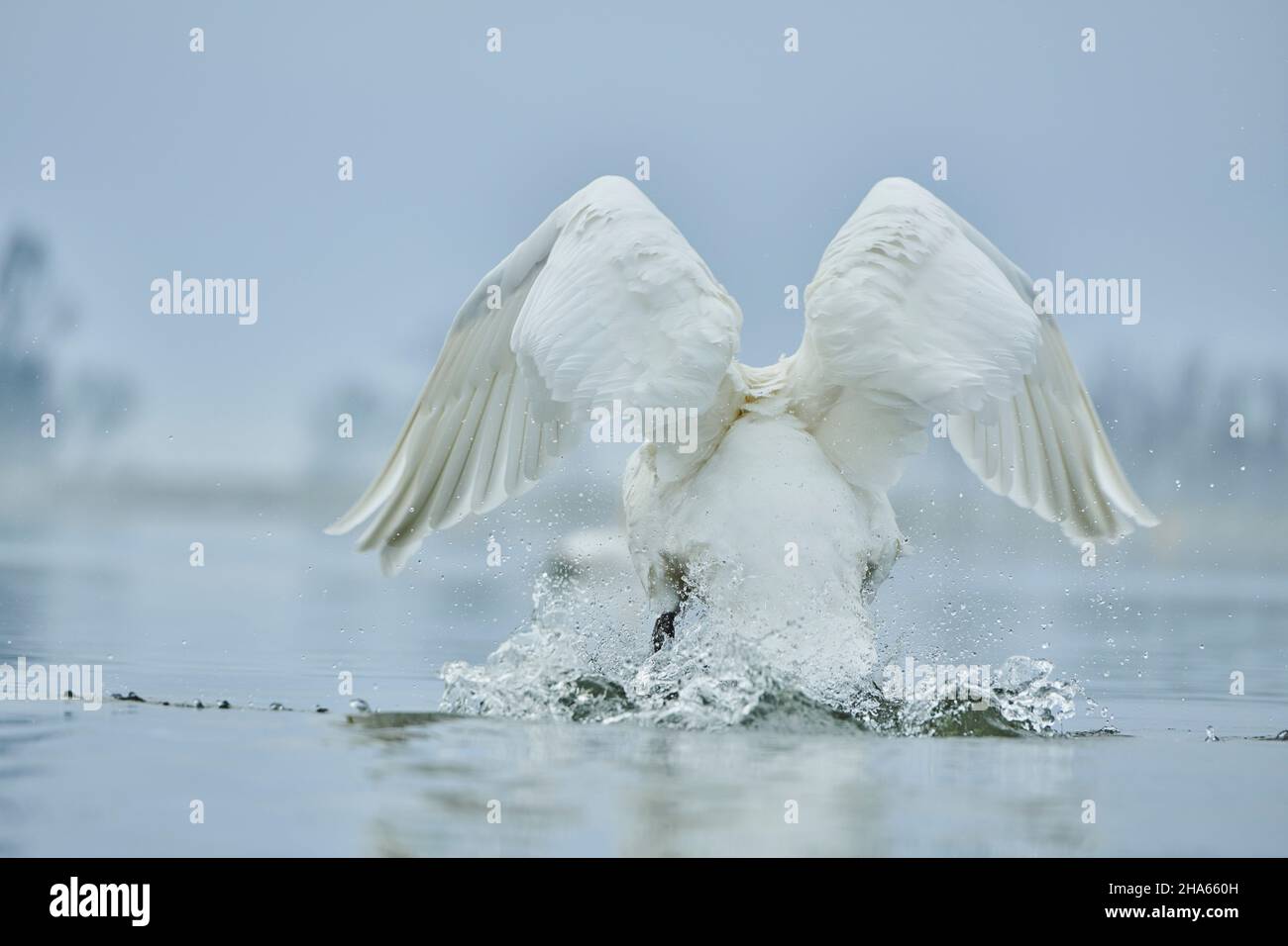 muet cygne (cygnus olor) de derrière, lancer, bavière, allemagne Banque D'Images