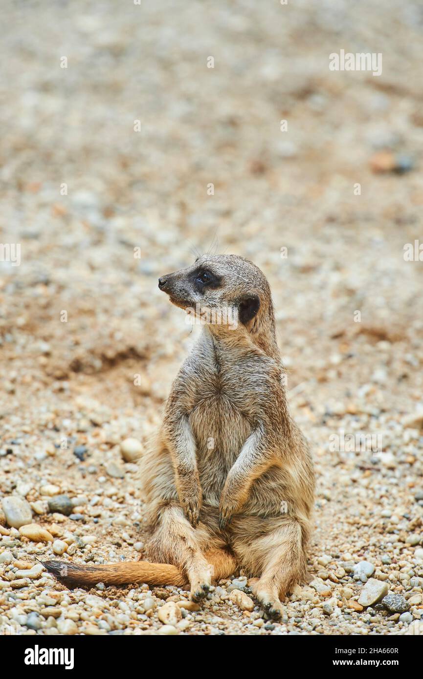 meerkat (suricata suricata), désert, gros plan Banque D'Images