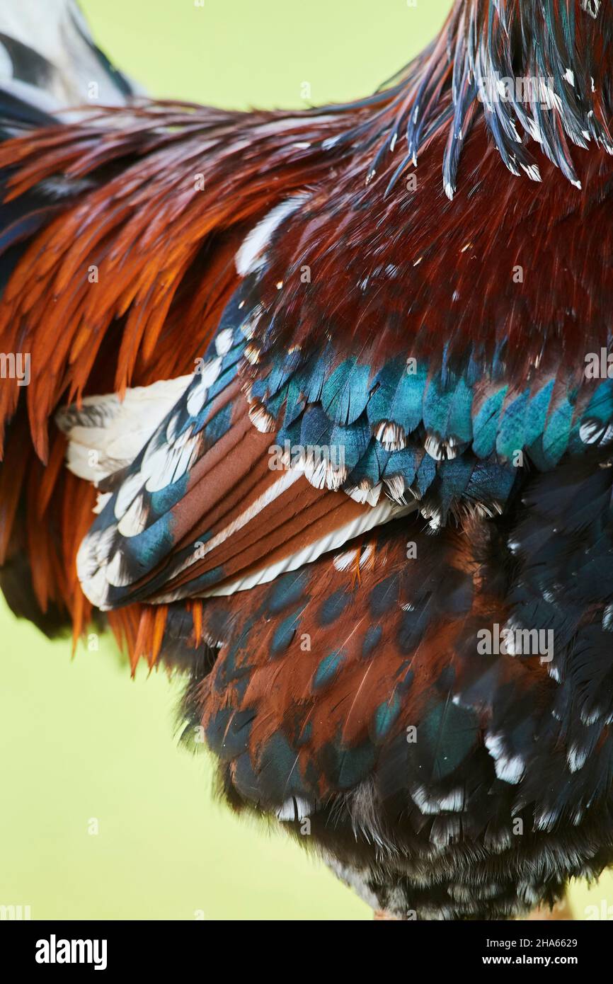 poulet domestique (gallus gallus domesticus),coq,plumage,gros plan,ferme,gratuit Banque D'Images