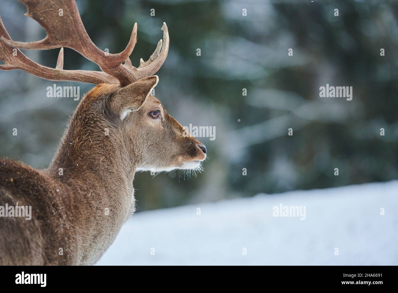 cerf de virginie (dama dama),défrichement,prairie,latéralement,debout,demi-portrait Banque D'Images