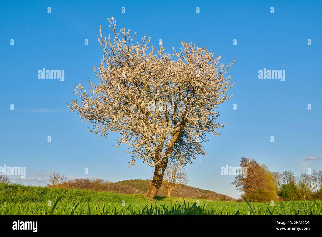 vieux cerisier solitaire en pleine floraison au printemps, cerisier aigre, (prunus cerasus), prairie verte, ciel bleu, bavière, allemagne Banque D'Images