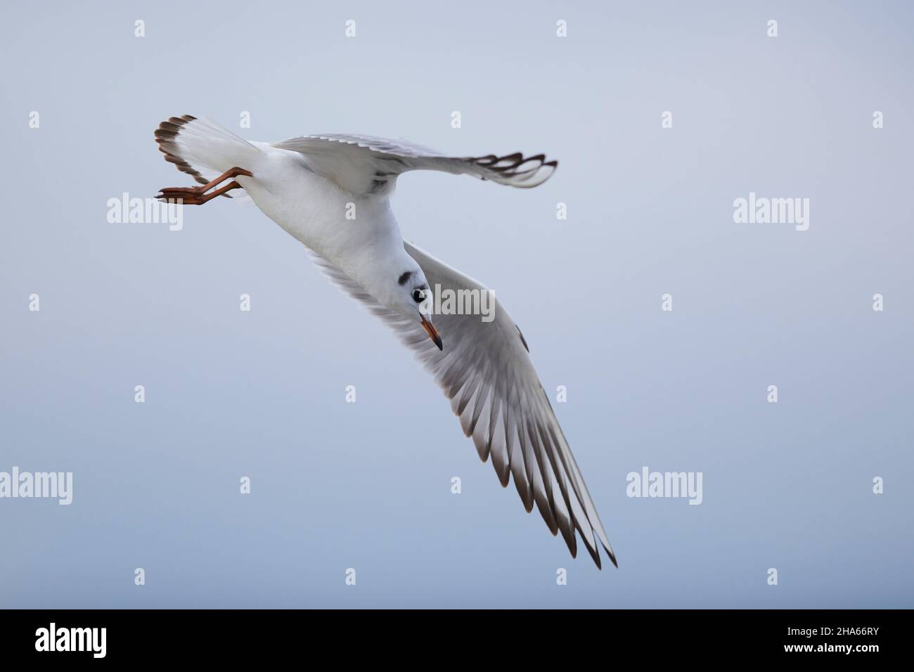 guette à tête noire (choicocephalus ridibundus) en vol,bavière,allemagne Banque D'Images