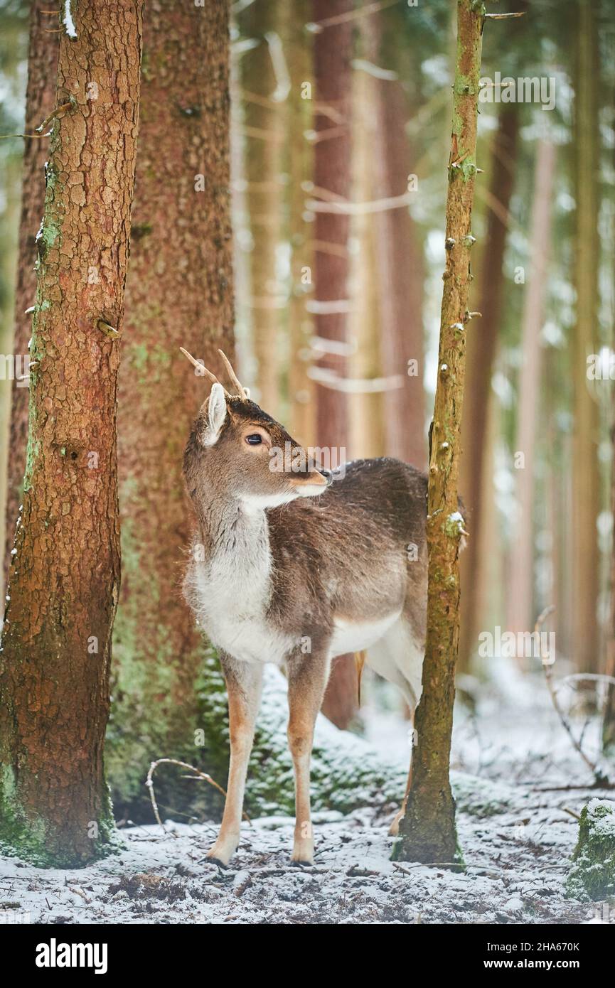 cerf de virginie (dama dama),défrichement,debout Banque D'Images