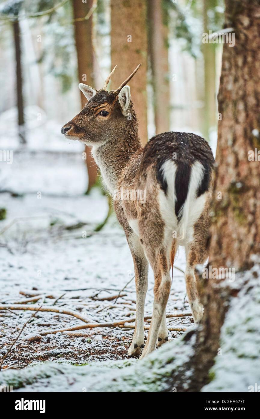 cerf de virginie (dama dama),défrichement,debout Banque D'Images