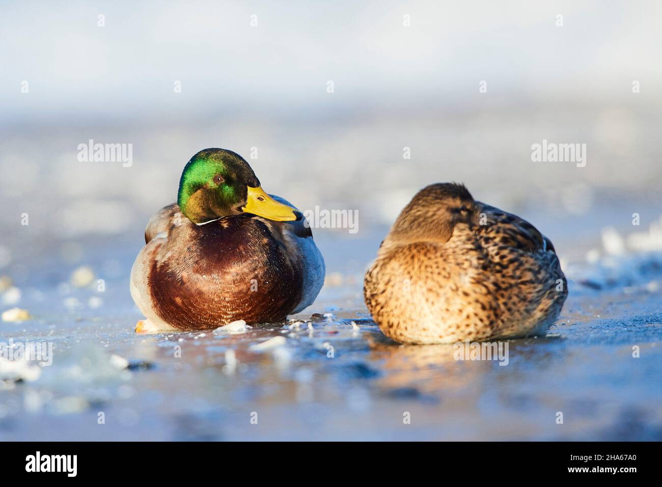 mallard (anas platyrhynchos),paire,drake et femelle,couché sur un lac gelé bavière,allemagne Banque D'Images