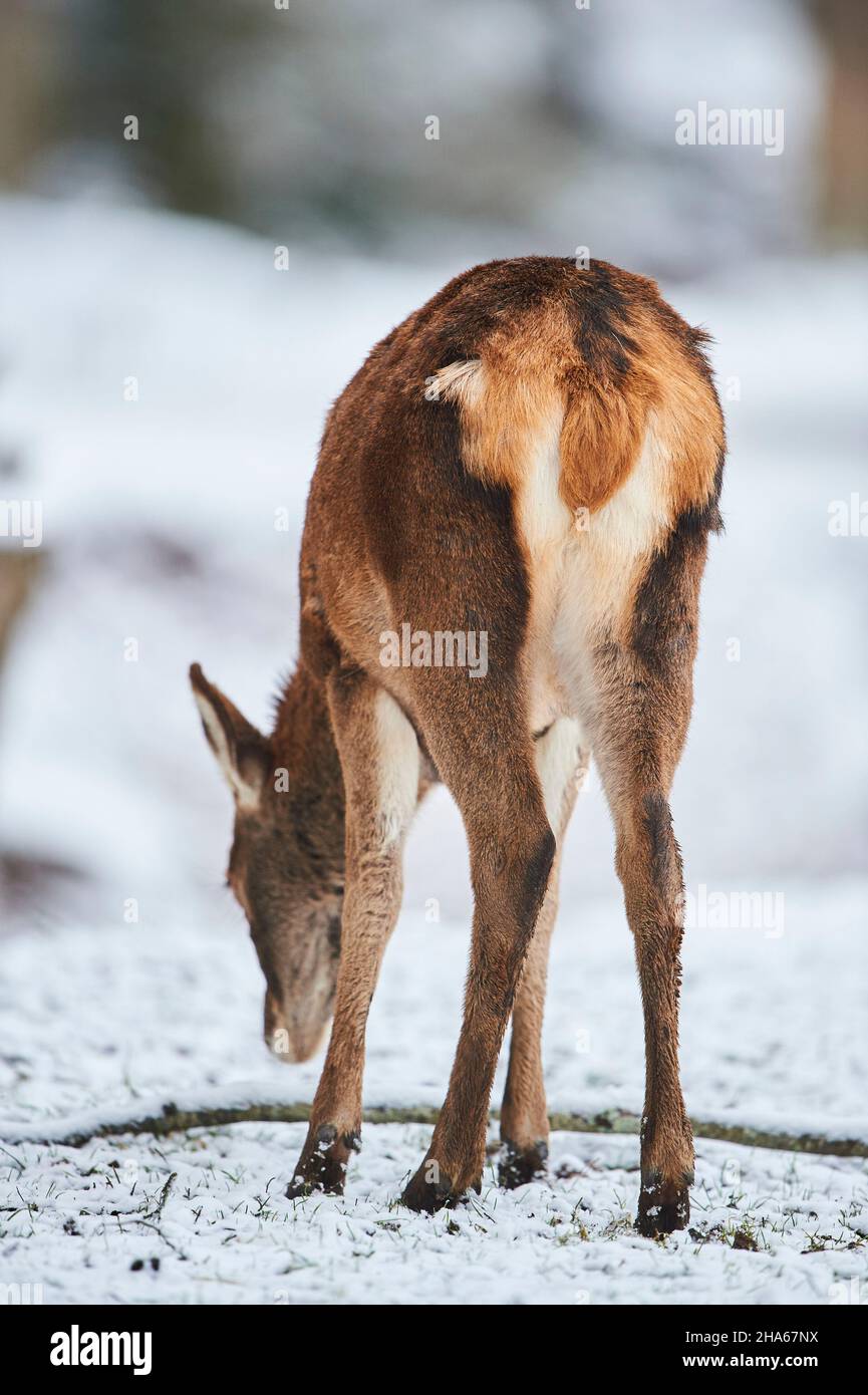 cerf rouge (cervus elaphus), arrière, hiver, défrichement, debout, vue arrière Banque D'Images