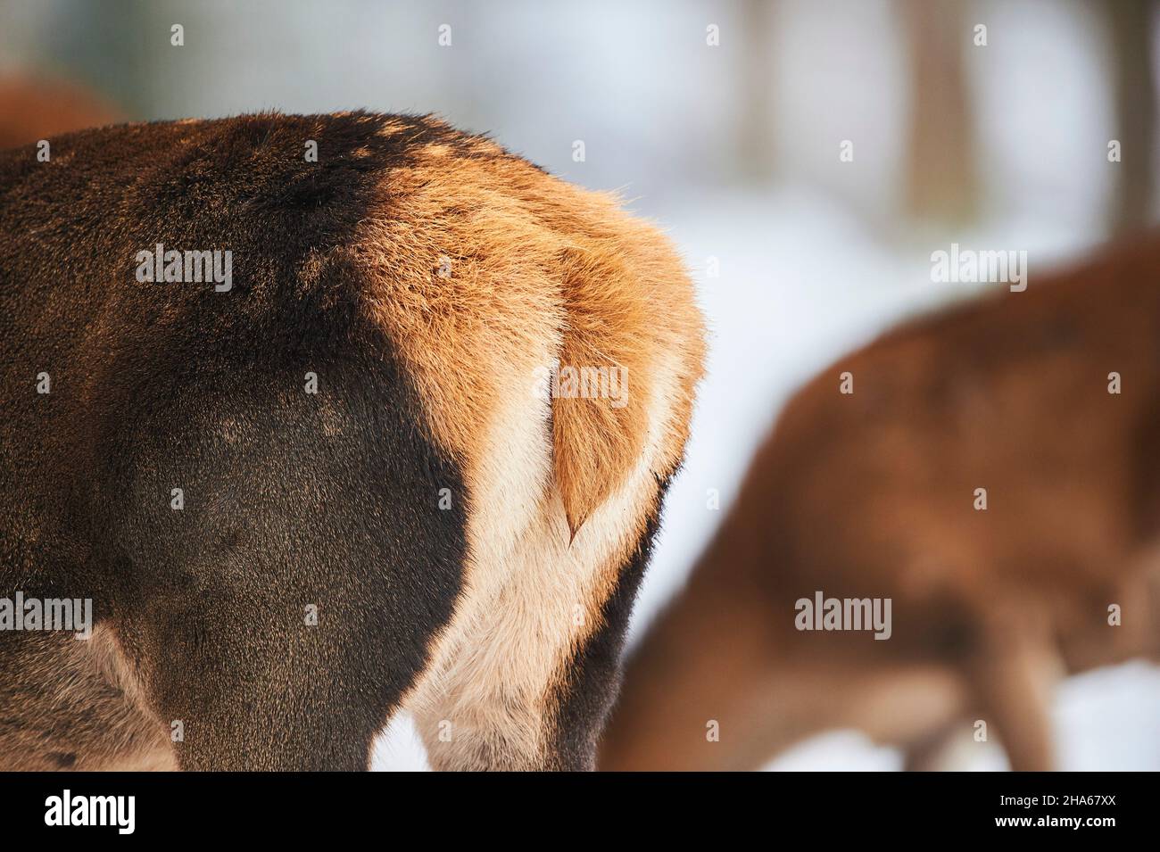 cerf rouge (cervus elaphus), arrière, hiver, défrichement, debout, vue arrière Banque D'Images