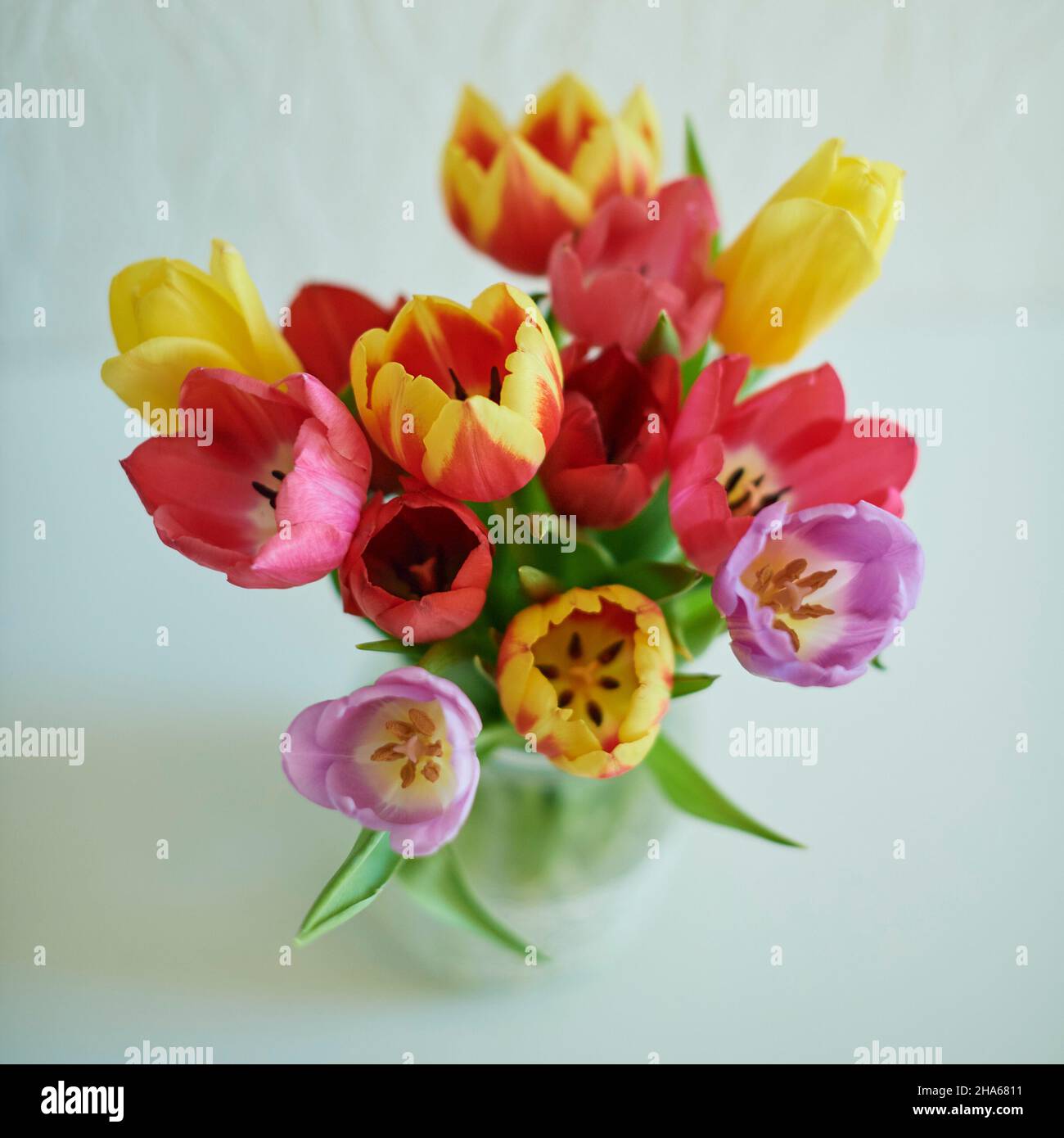 bouquet de tulipes (tulipa), studio tourné Banque D'Images