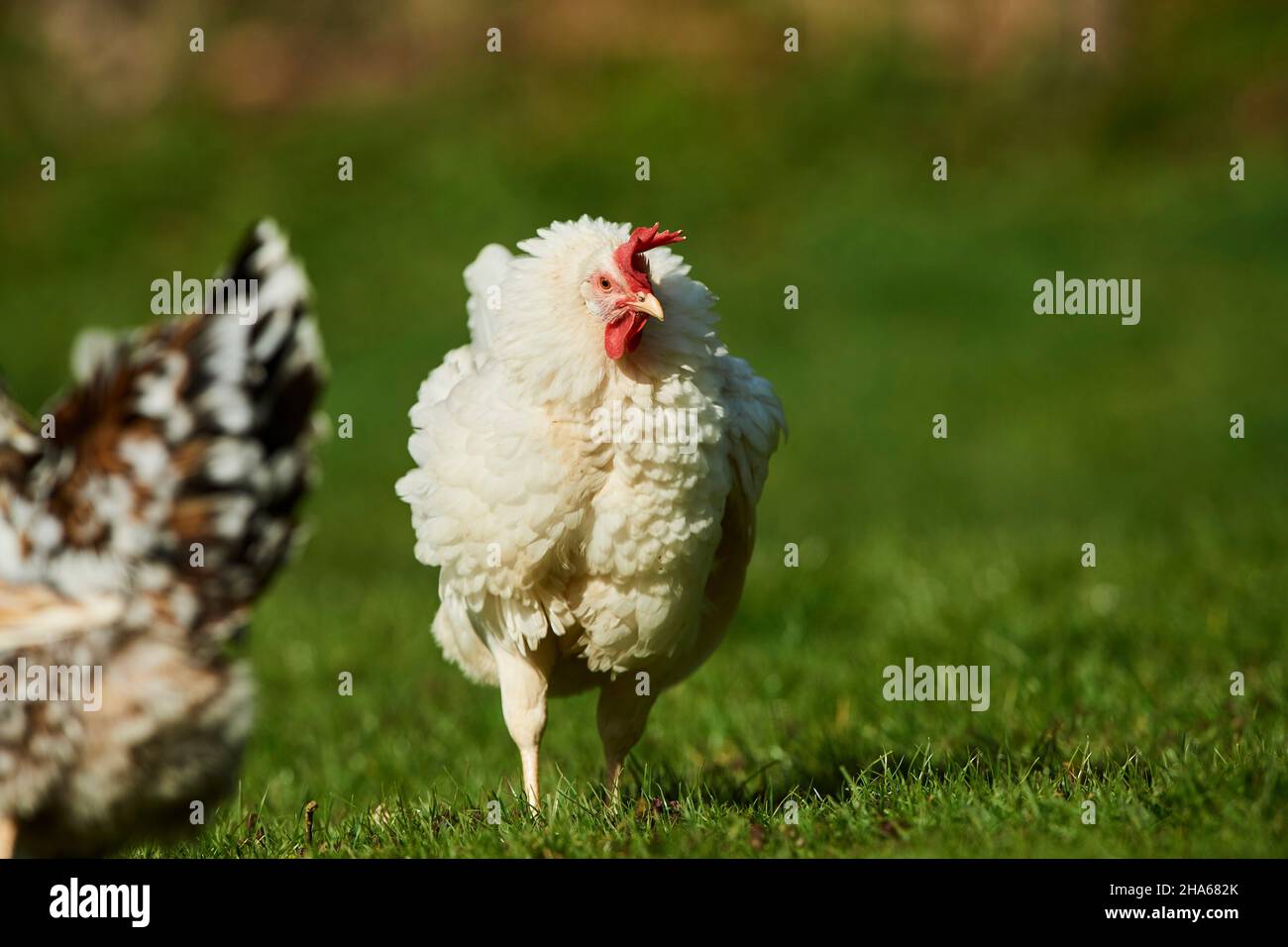 poulet domestique (gallus gallus domesticus),poule,ferme,hors-de-la-limite,prairie,debout Banque D'Images