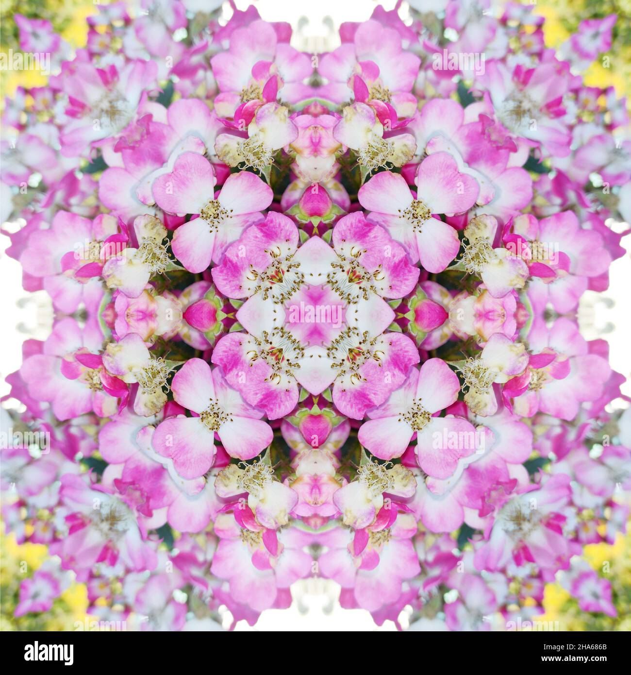 mandala,fleurs,composition Banque D'Images