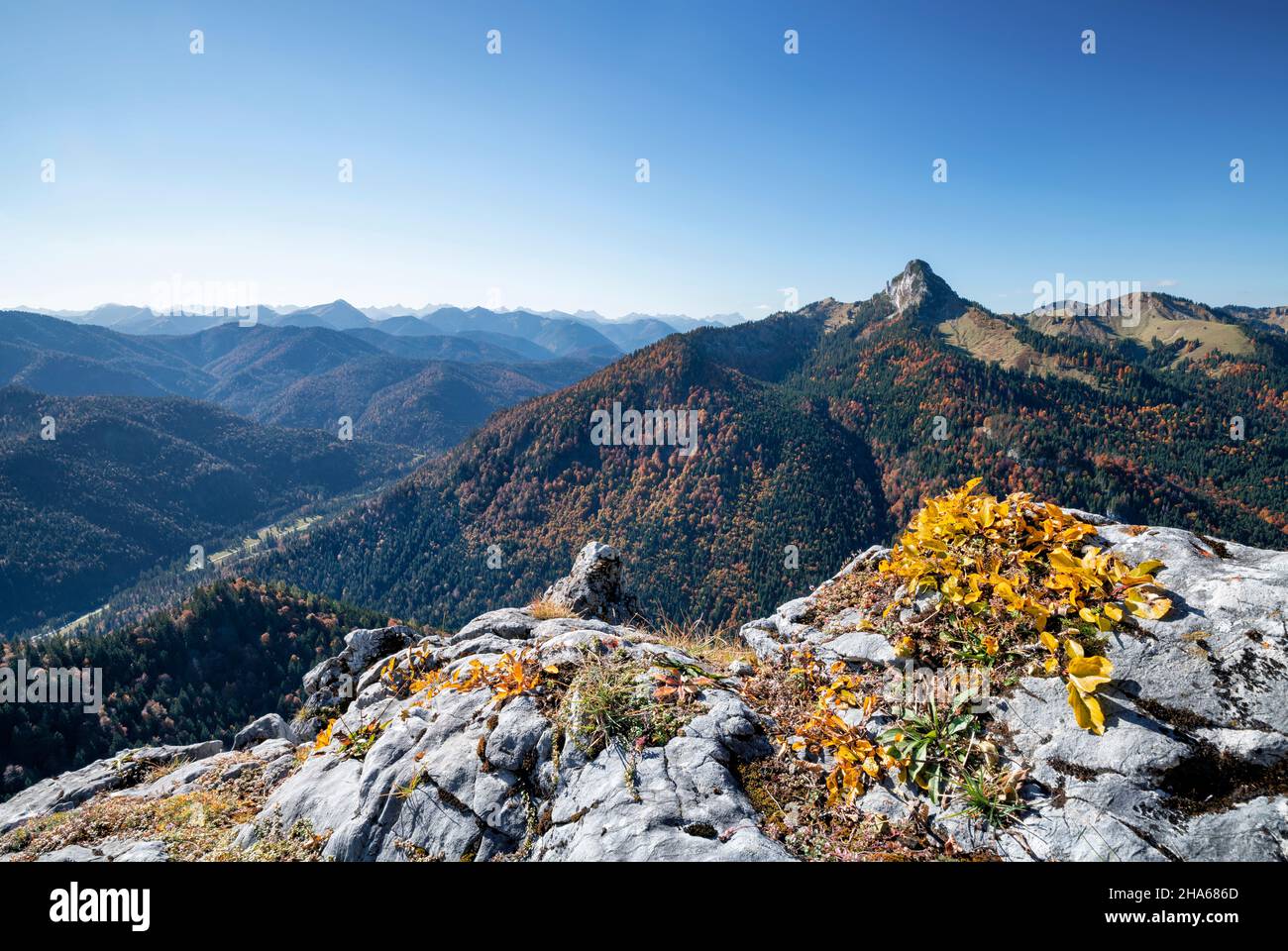 feuilles d'automne jaunes (plantules de hêtre) au sommet de la leonhardstein en face des montagnes boisées et des collines des préalpes bavaroises, un jour d'automne ensoleillé. montagnes mangfall, bavière, allemagne, europe Banque D'Images