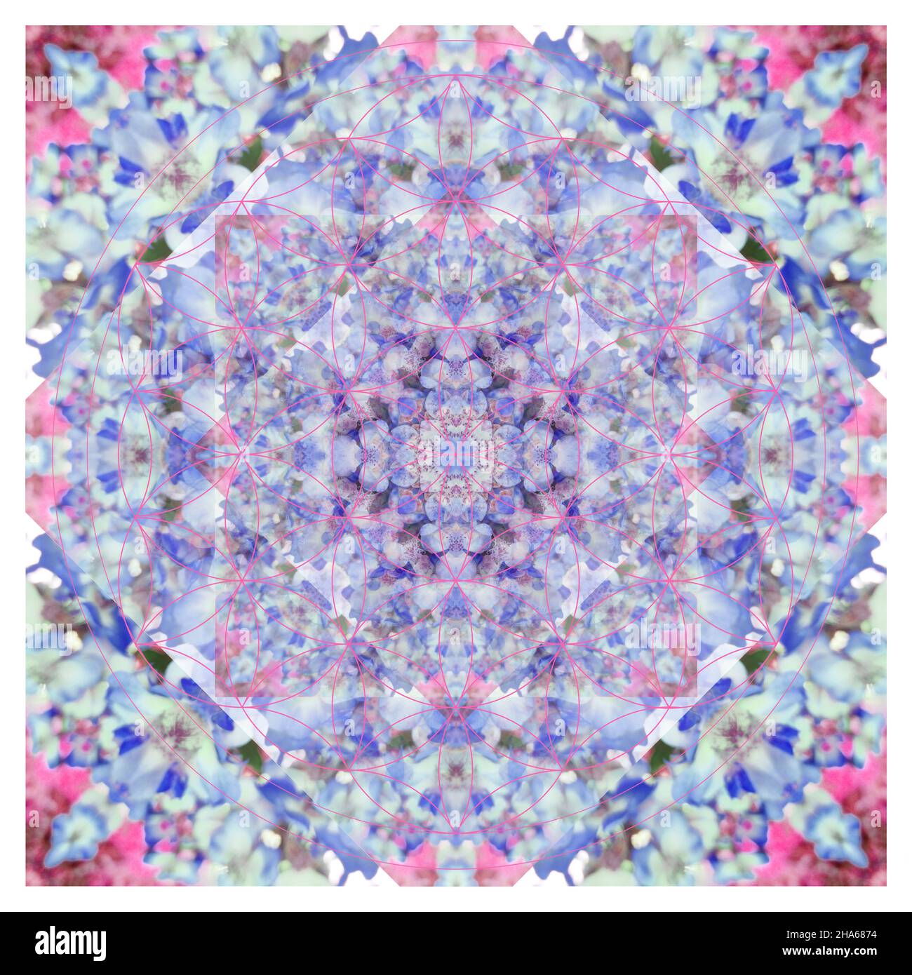 mandala,fleurs,composition Banque D'Images