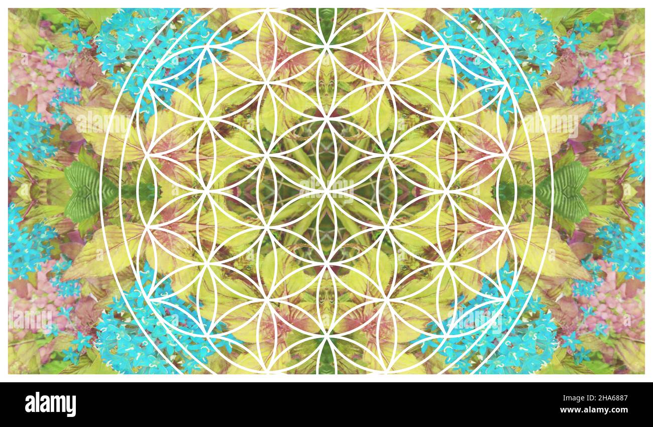 mandala,composition de fleurs Banque D'Images