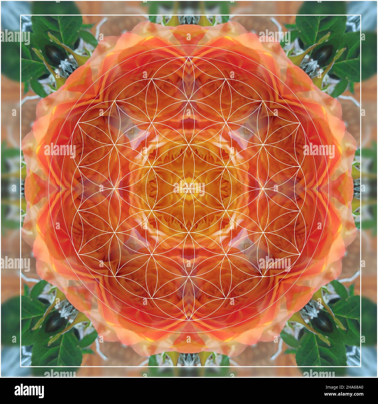 mandala,composition de fleurs Banque D'Images