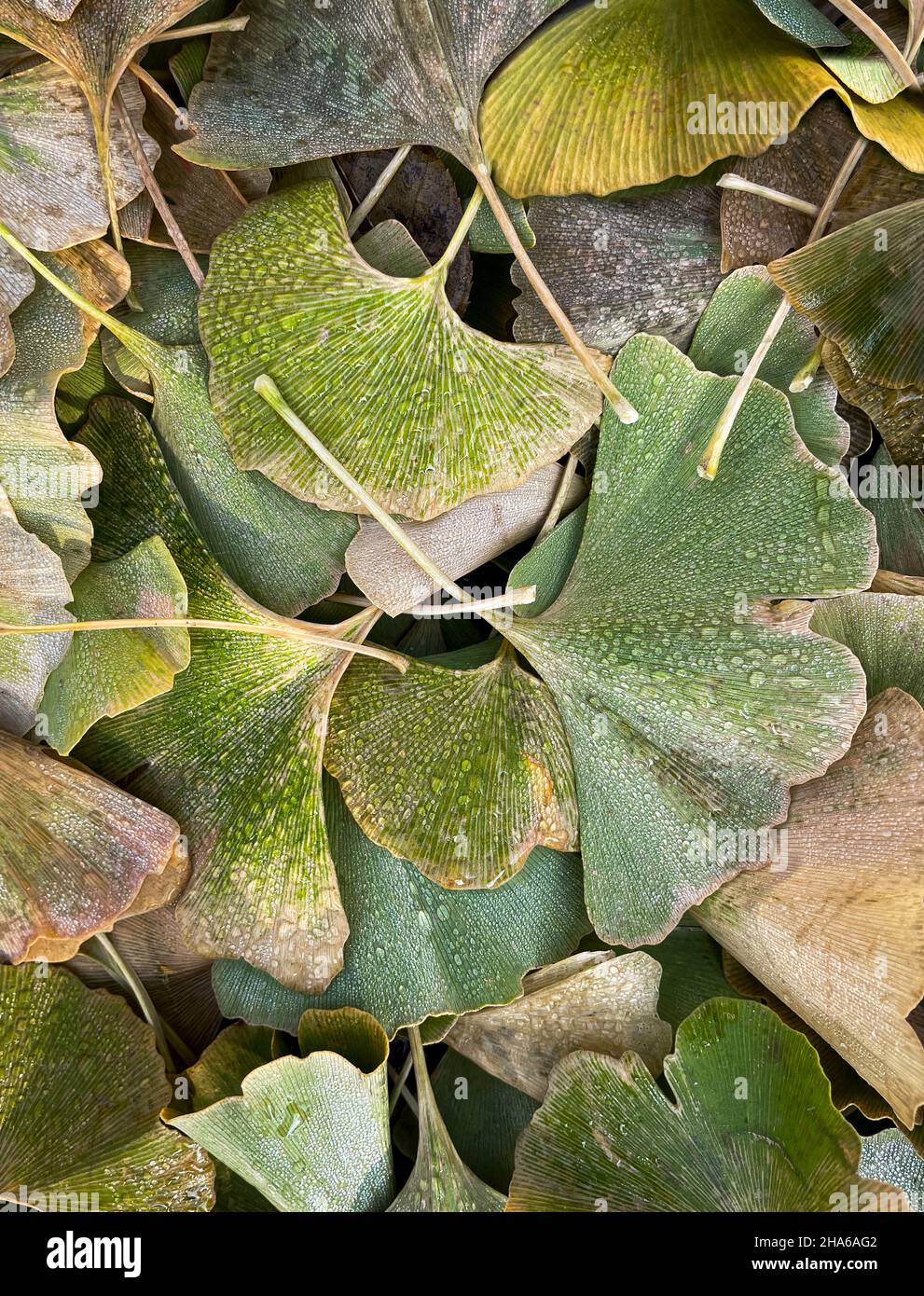 Gros plan sur les feuilles de gingko vert mouillées lors d'un jour d'automne. Banque D'Images