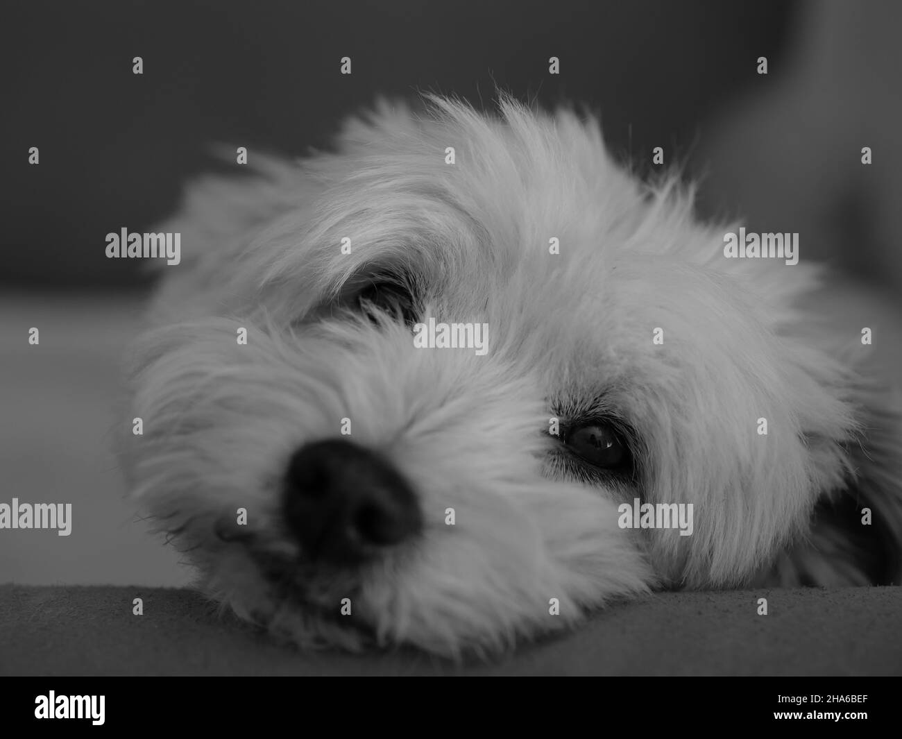 Prise de vue en niveaux de gris d'un joli chien maltais regardant l'appareil photo Banque D'Images