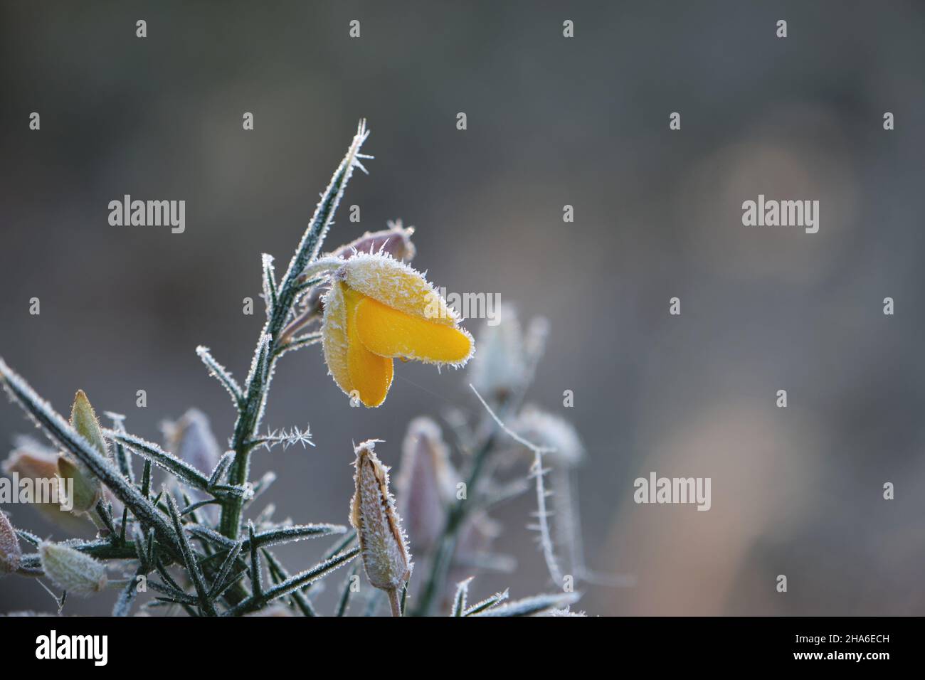 Détail de la fleur jaune de la gorge commune (Ulex Europaeus) recouverte de rosée dépolie dans un matin froid d'hiver Banque D'Images