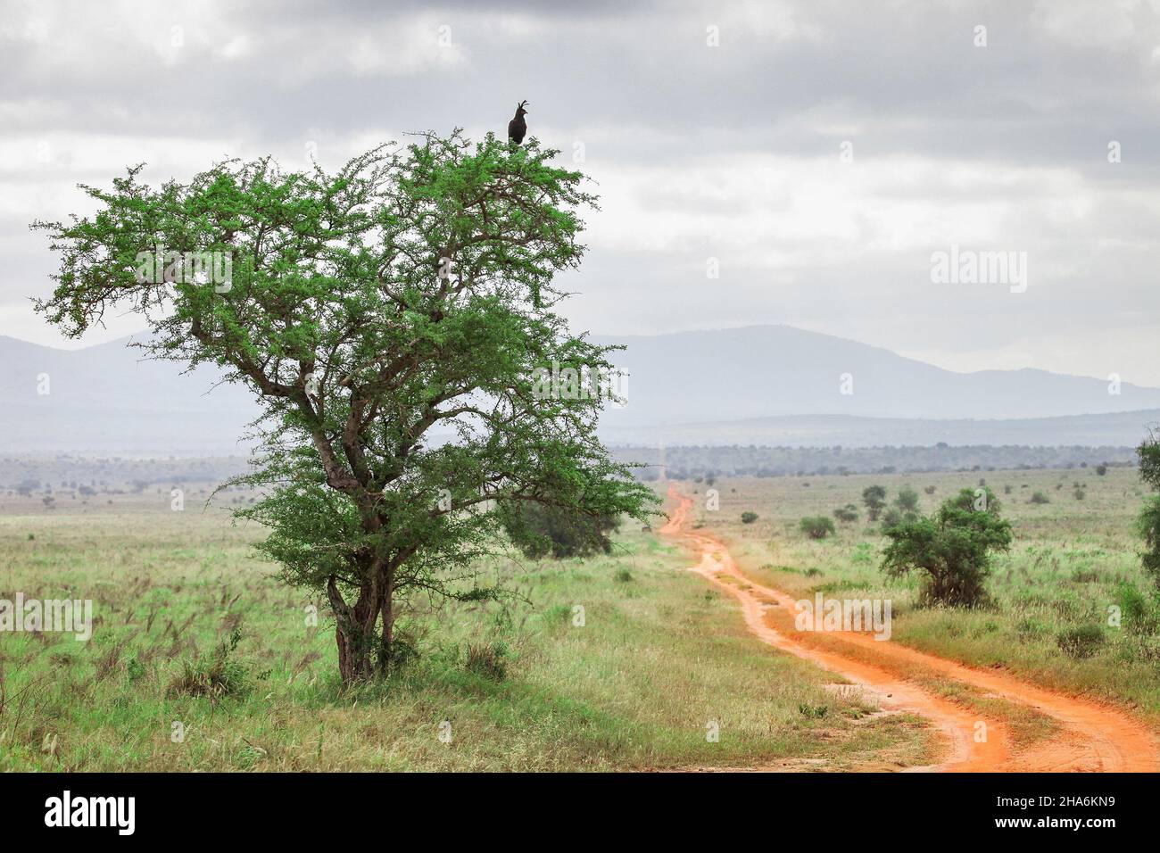 Aigle à aigrettes longues (Lopheetus occipitalis) assis au sommet de l'arbre près du chemin à travers la savane pluvieuse des collines de Taita au Kenya Banque D'Images