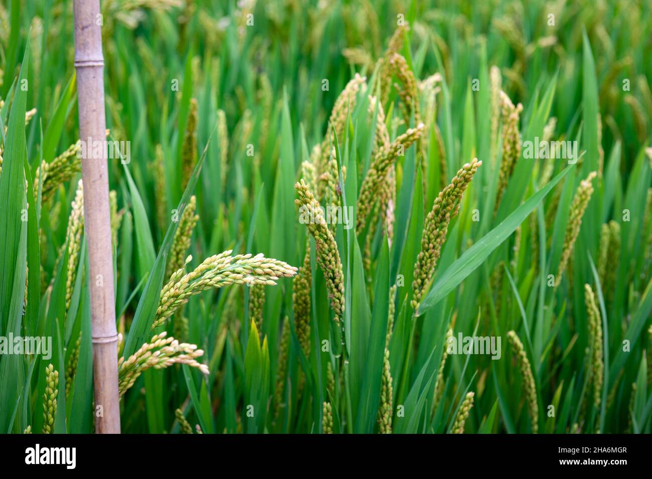 Détails rapprochés des épis de riz vert jaune à maturité cultivés dans ...