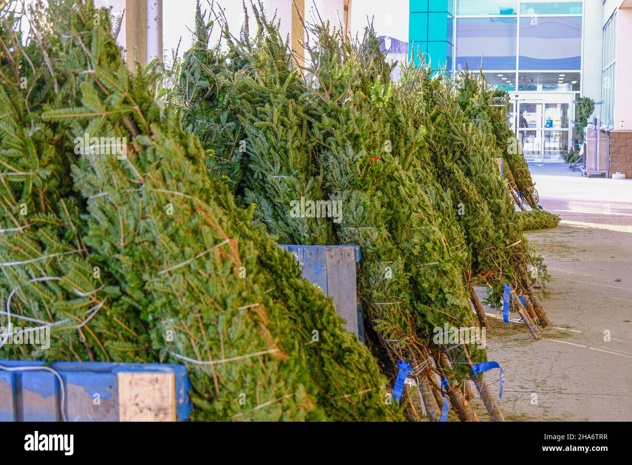 Arbres de Noël en direct exposés dans un supermarché Banque D'Images