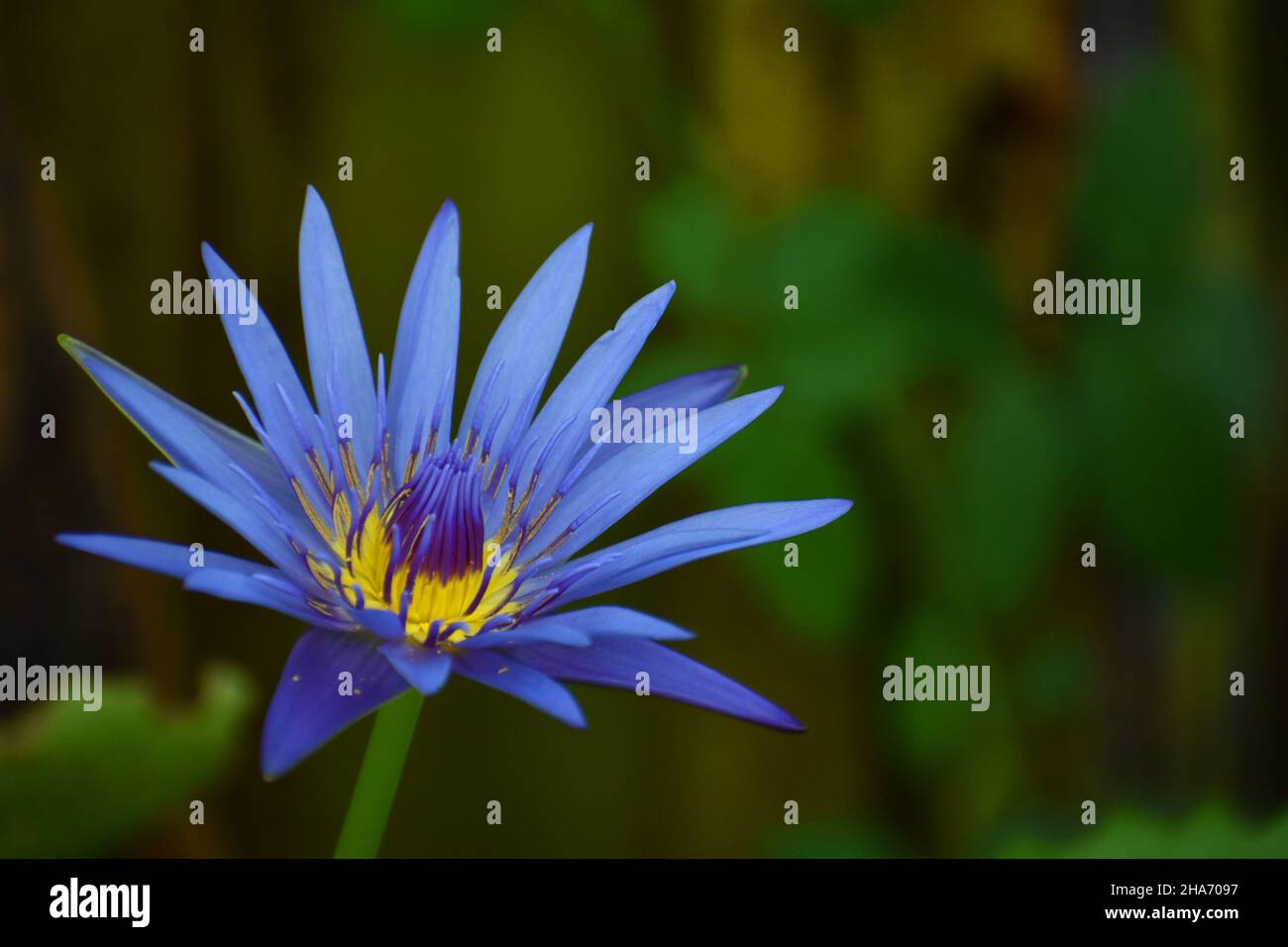 Nénuphar bleu. Banque D'Images