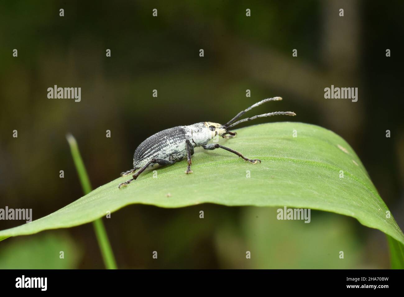 Photo en gros plan du coléoptère gris bleuâtre reposant sur la feuille verte. Banque D'Images