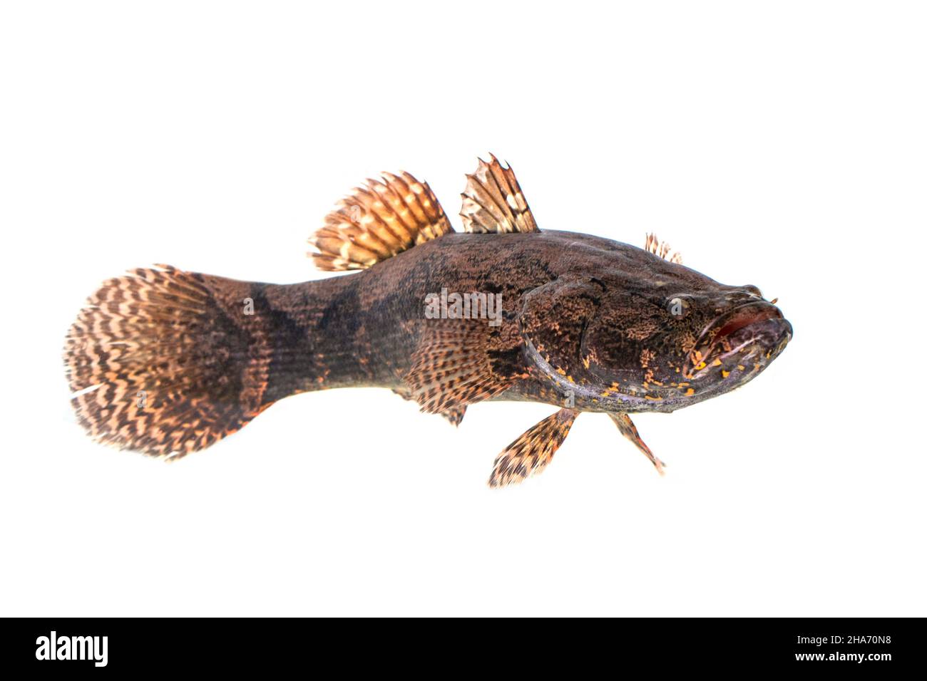 Image de poisson de gobby frais sur fond blanc.Animaux aquatiques. Banque D'Images