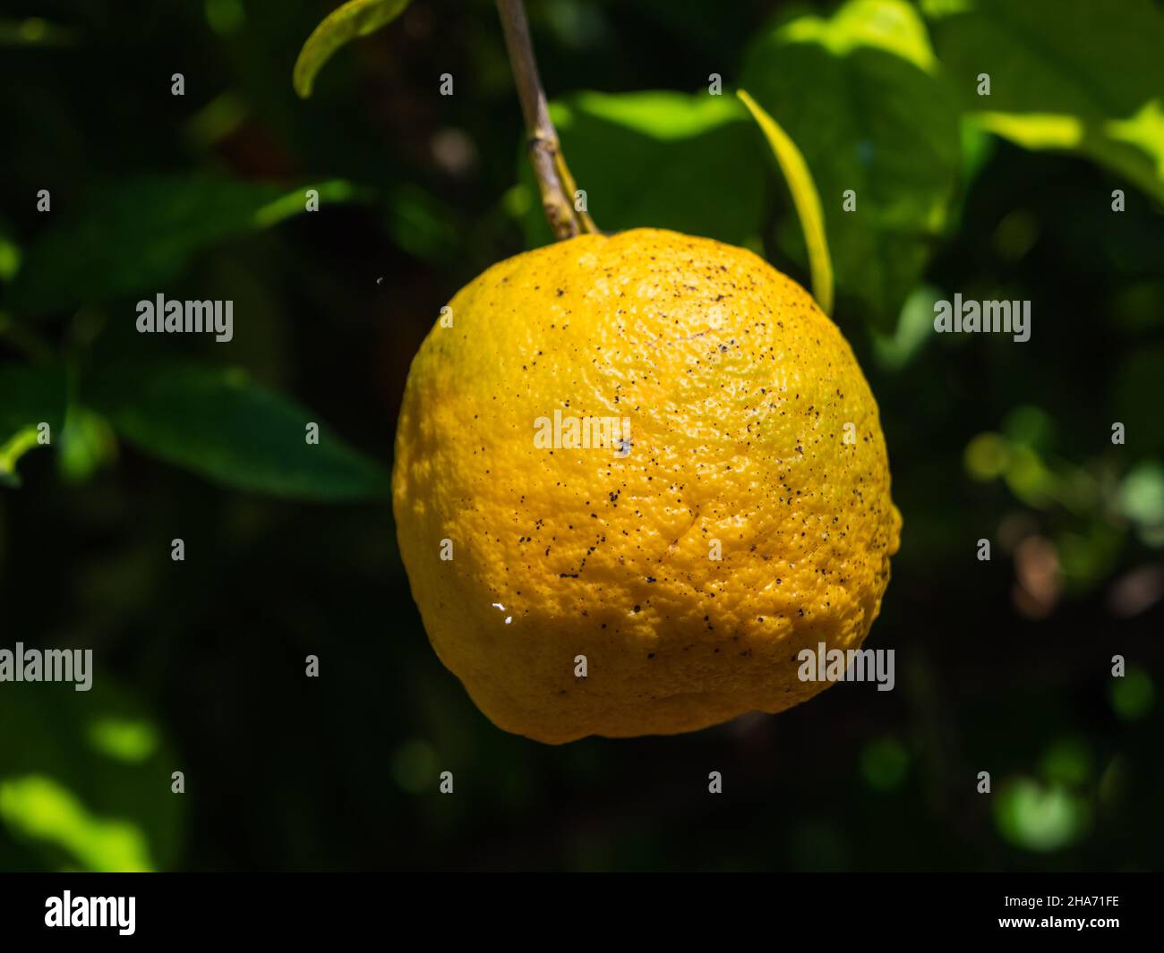 Orange amère, également appelé Sour ou orange bigarade accroché à son arbre dans un verger Banque D'Images