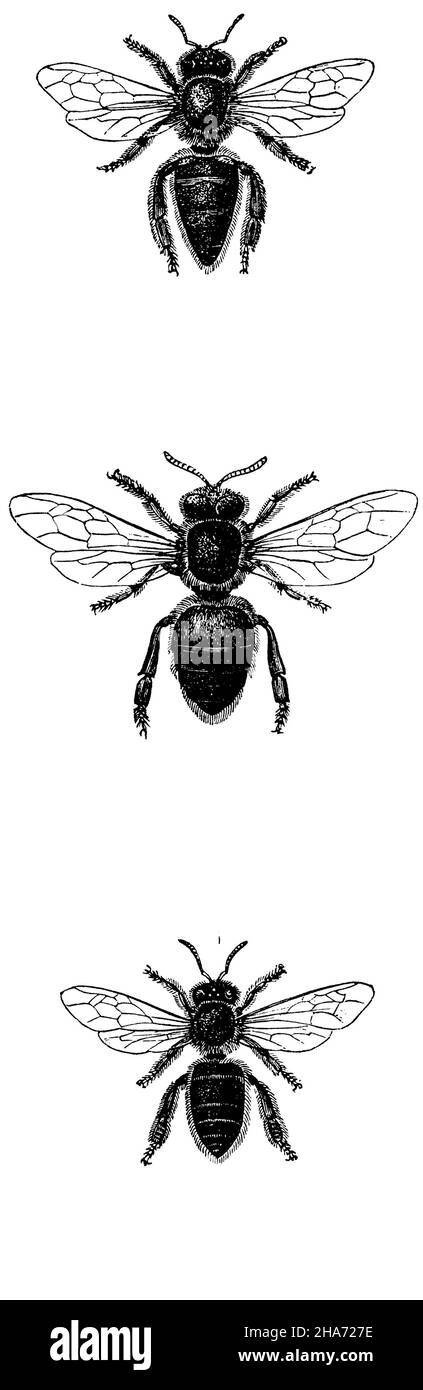 Abeille: Reine, ouvrier, drone, , anonym (livre d'histoire naturelle, 1886) Banque D'Images