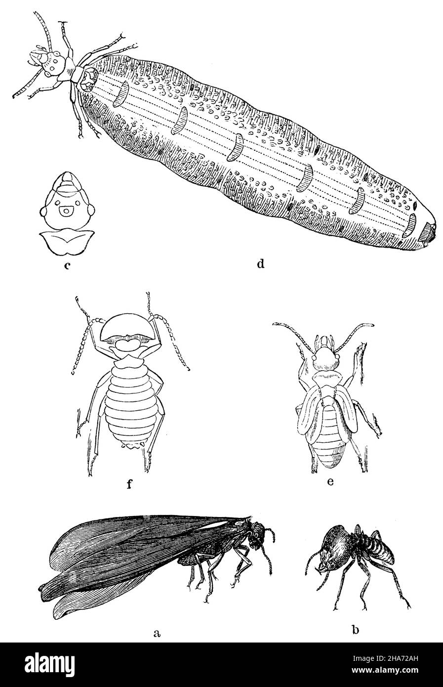 Termite. A) mâle, b) soldat, c) tête et thorax de mâle, d) reine de termite maigre (termes obesus).Termes bellicosus - termite guerrier. e) nymphe, f) travailleur adulte., , (livre de zoologie, 1872) Banque D'Images