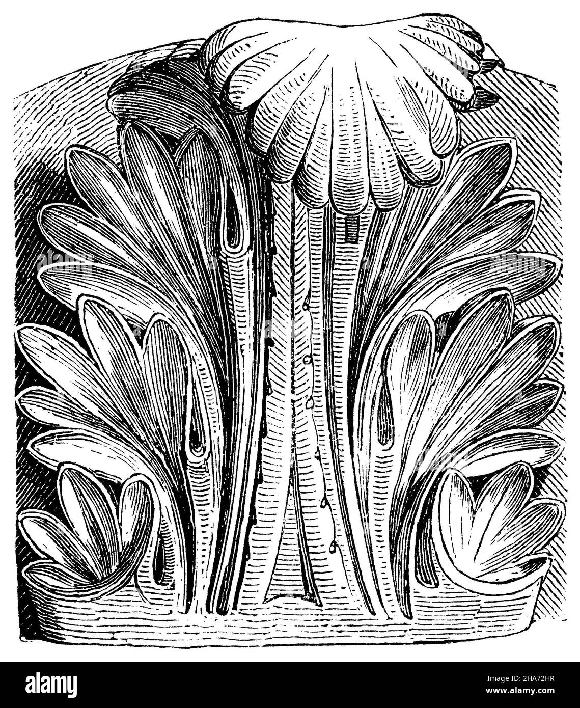 Feuille d'Acanthus du Panthéon, , (histoire architecturale Banque D'Images