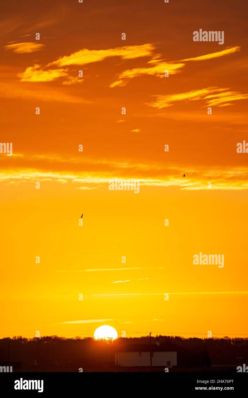 Lever du soleil sur une rangée d'arbres à l'horizon dans un ciel principalement orange clair avec quelques nuages dans des couches horizontales à travers le ciel.Horizon très bas dans le cadre. Banque D'Images