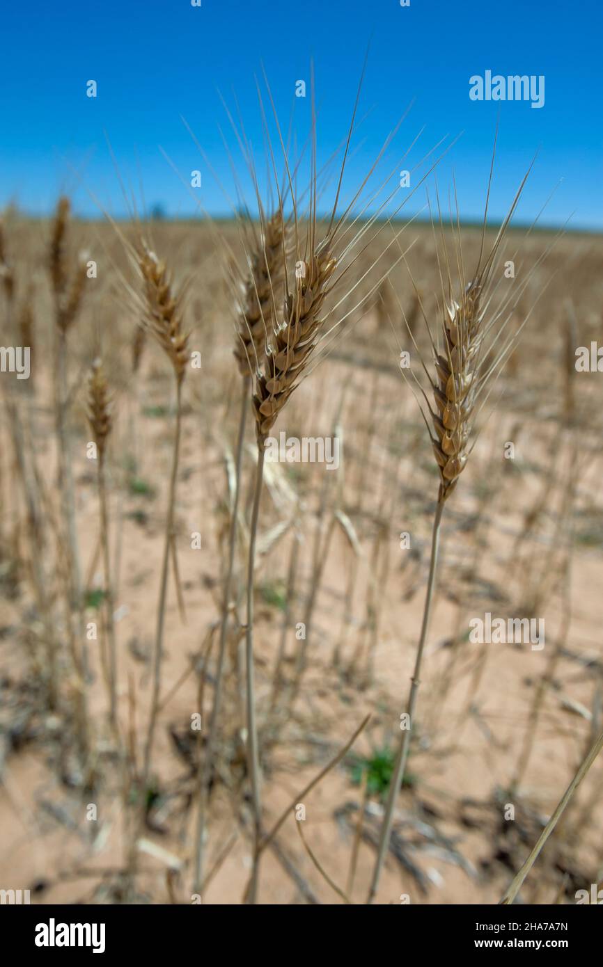 Les têtes séchées d'une récolte de blé prête à être récoltées dans une ferme de Kringin, dans la Murray Mallee, en Australie méridionale. Banque D'Images