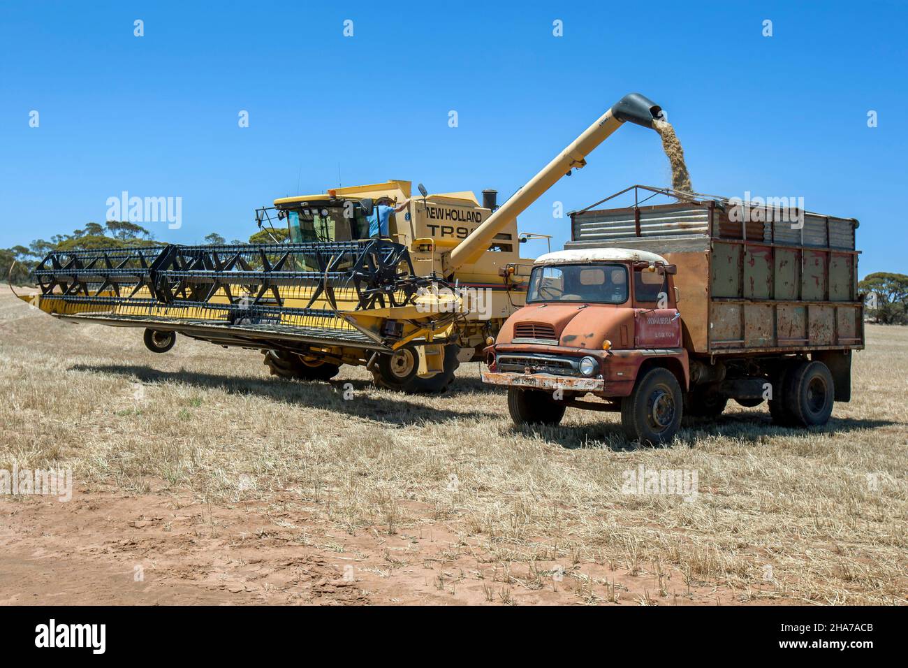 Le grain de blé est transféré d'une moissonneuse-batteuse à une trémie de champ montée sur un camion sur une propriété à grand hectare à Kringin en Australie méridionale, en Australie Banque D'Images