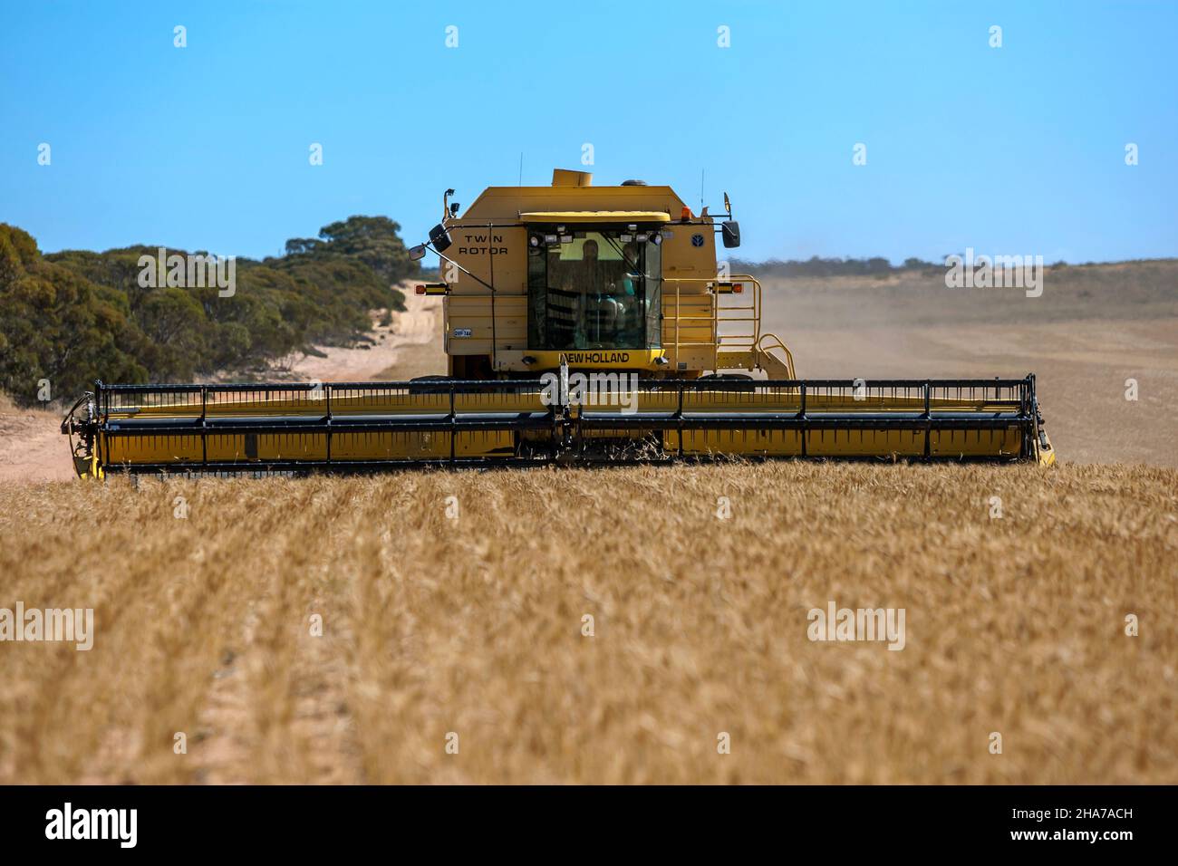 Un agriculteur qui conduit une moissonneuse-batteuse récolte une récolte de blé sur une propriété de large hectare à Kringin, dans la région de Murray Mallee, en Australie méridionale. Banque D'Images