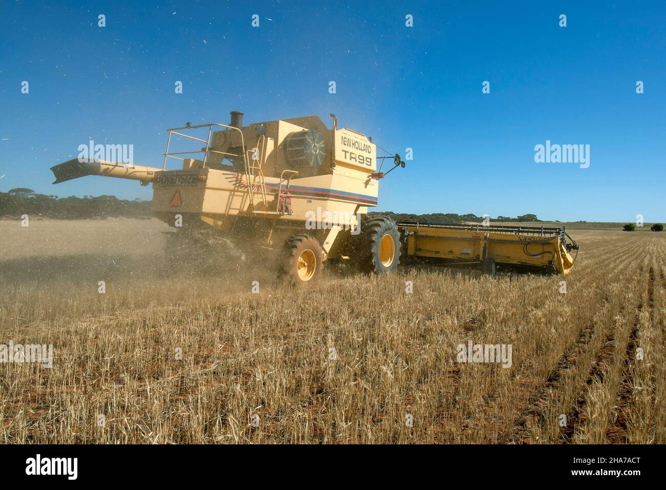 Un agriculteur qui conduit une moissonneuse-batteuse récolte une récolte de blé sur une propriété de large hectare à Kringin, dans la région de Murray Mallee, en Australie méridionale. Banque D'Images