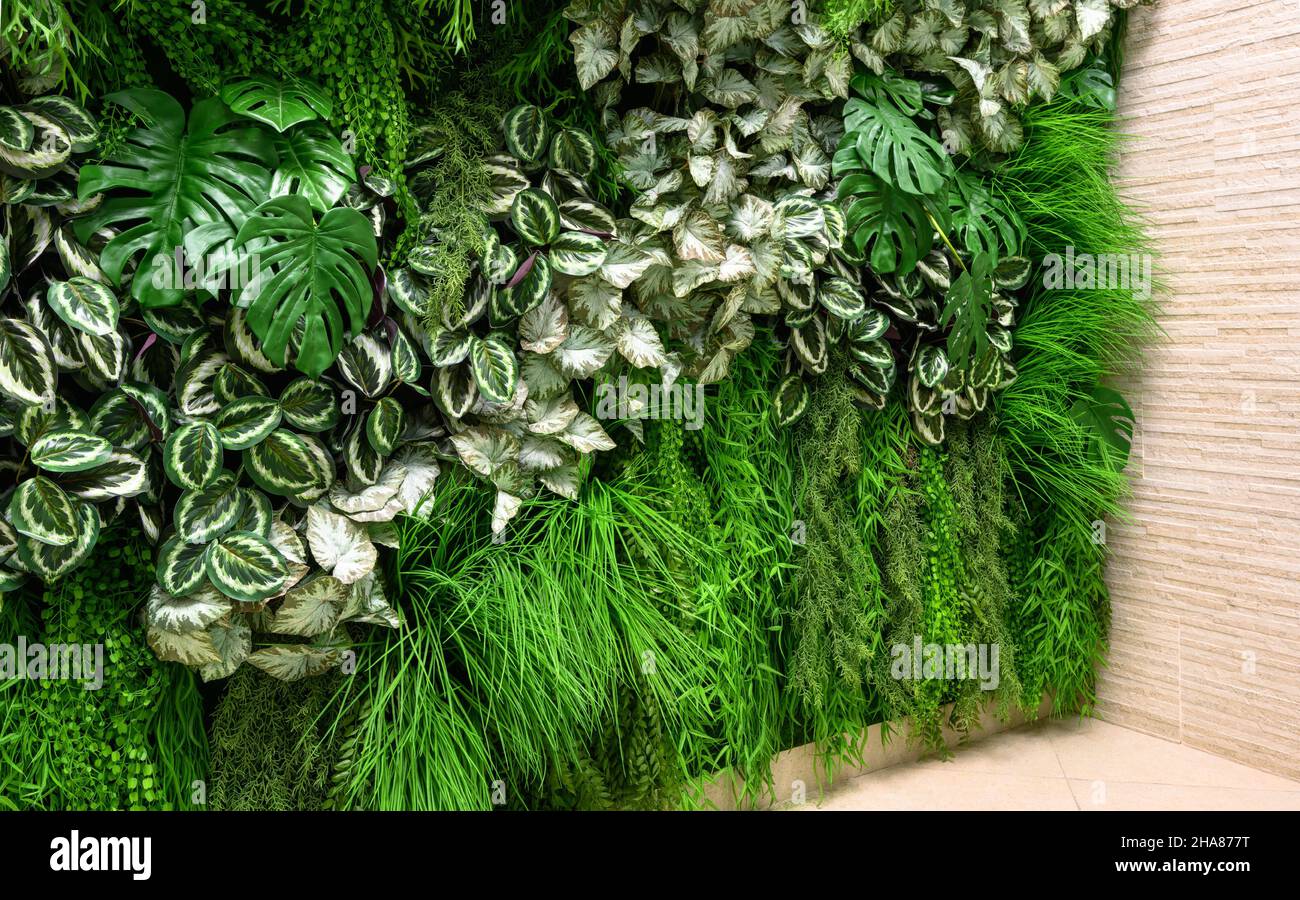 Mur de plantes dans le bureau ou intérieur de maison, détail de jardin vertical, aménagement intérieur.Motif vert avec herbe et feuillage, magnifique décor à l'intérieur de la moder Banque D'Images