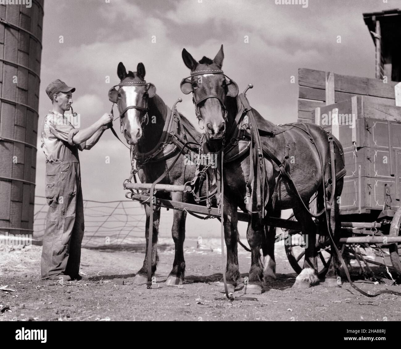 1930S 1940S AGRICULTEUR FUMANT UN TUYAU PORTANT DES COMBINAISONS HARNAIS DE RÉGLAGE SUR UNE ÉQUIPE DE CHEVAUX DE TRAVAIL REGARDANT LA CAMÉRA BOONE IOWAUSA - H695 HAR001 HARS ÉTATS-UNIS COPY SPACE PERSONNES PLEINE LONGUEUR COMBINAISONS ÉTATS-UNIS D'AMÉRIQUE AGRICULTURE MÂLES ROUES CONFIANCETRANSPORTS AGRICULTURE D'ÂGE MOYEN B&W AMÉRIQUE DU NORD HOMME D'ÂGE MOYEN COMPÉTENCES EN OCCUPATION EN AMÉRIQUE DU NORD MAMMIFÈRES FORCE IOWA LES AGRICULTEURS CONNAISSENT LES EMPLOISCONNEXION FAISCEAU CONCEPTUEL CHIC PARIS BOONE COOPÉRATION MAMMIFÈRE AJUSTEMENT NOIR ET BLANC HAR001 À L'ANCIENNE Banque D'Images