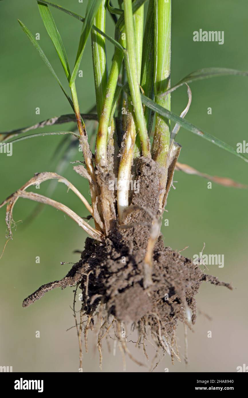 Le champignon à emporter, Gaeumannomyces graminis (ascomycota), est un pathogène majeur de la pourriture des racines des céréales et des graminées.C'est le blé et l'orge qui sont les plus dommageables Banque D'Images